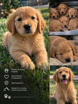 Dog crate for sale