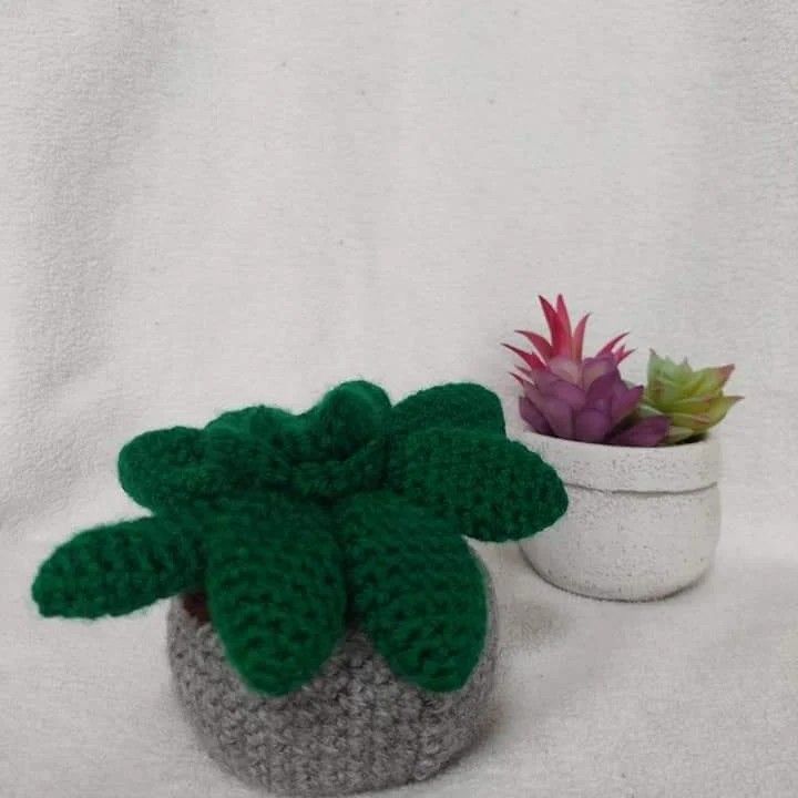 Medium Succulent