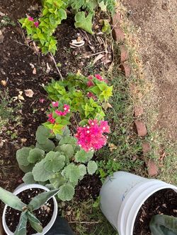 Part Five Bougainvillea Aloe Vera Moss Rose Plants Pink Blooms