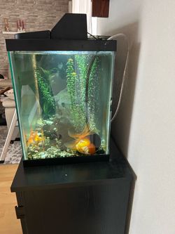 Aquarium 20 gal with all stuff