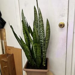 Snake plant