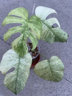 Monstera Full Mint
