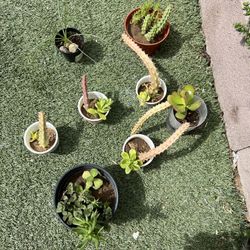 Diferents Plants