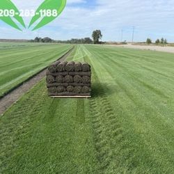 Best QUALITY Sod 