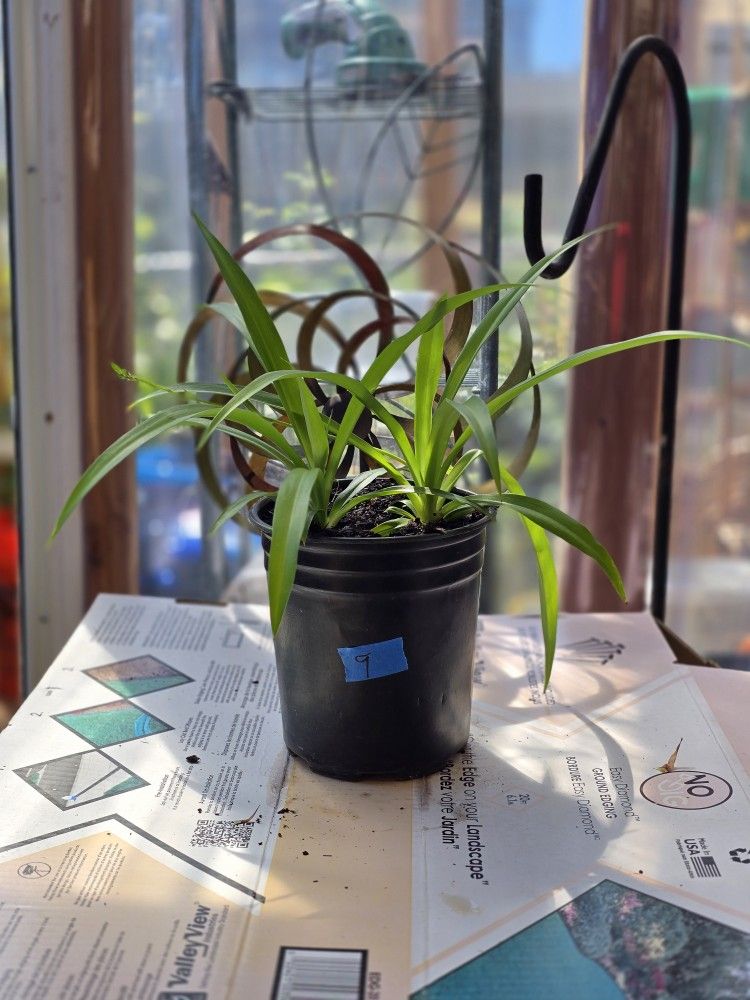 Spider Plants