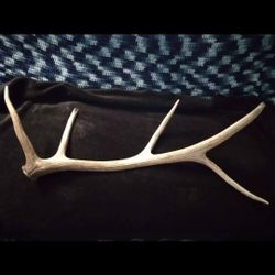 Elk Antler Shed