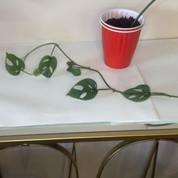Monstera Adansonii 