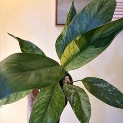 variegated spathiphyllum