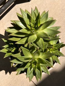 Korean Succulents - Echeveria in a large pot