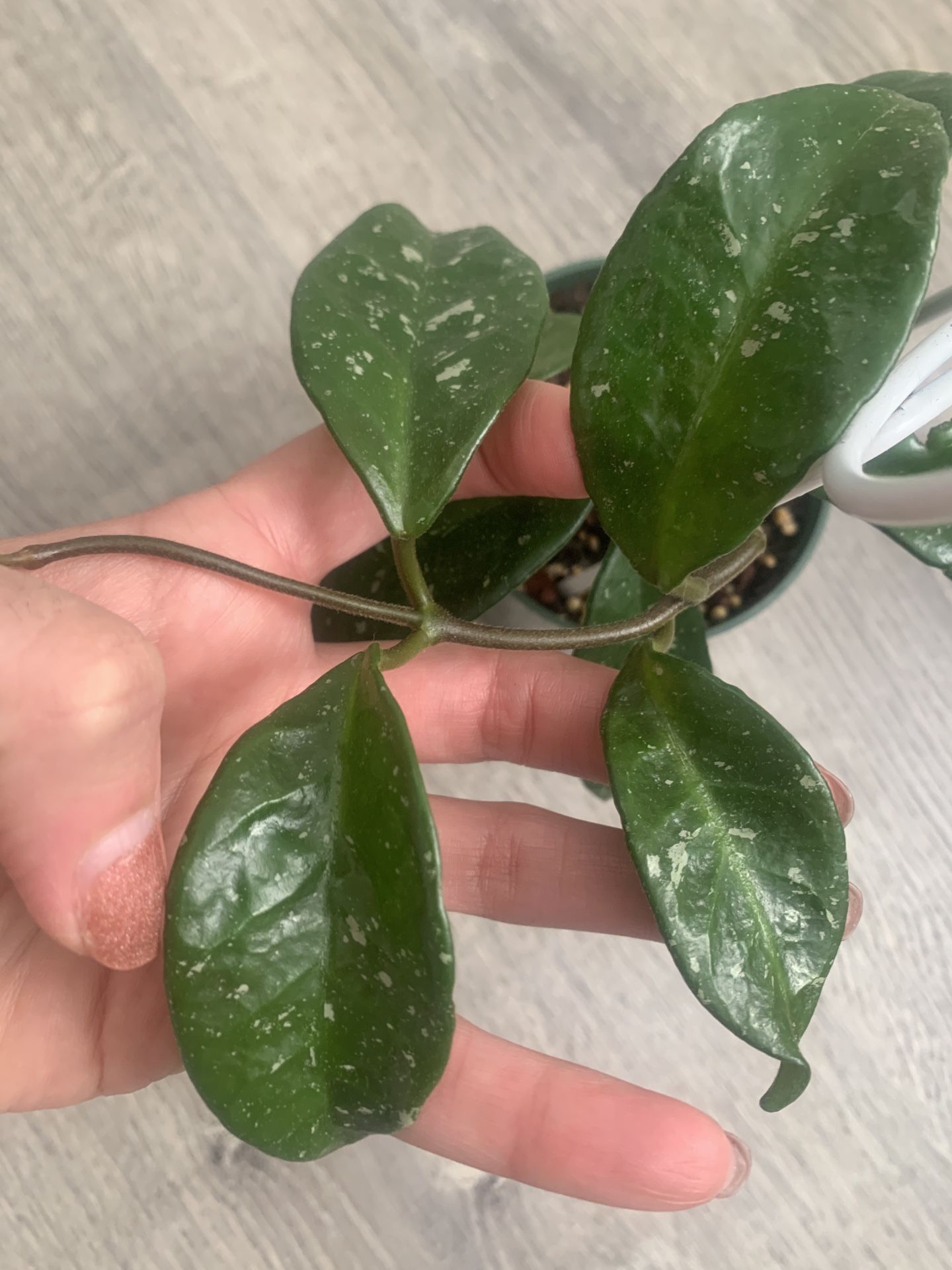 Hoya Krinkle Tinkle (Cutting) SMS hybrid