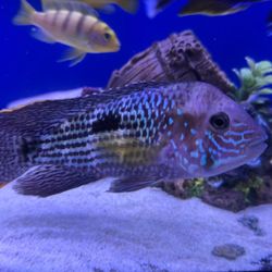 Beautiful Fish Tank Decors
