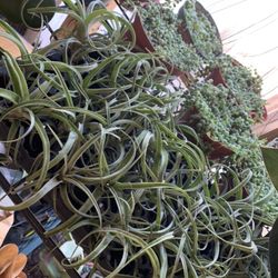 Air Plants