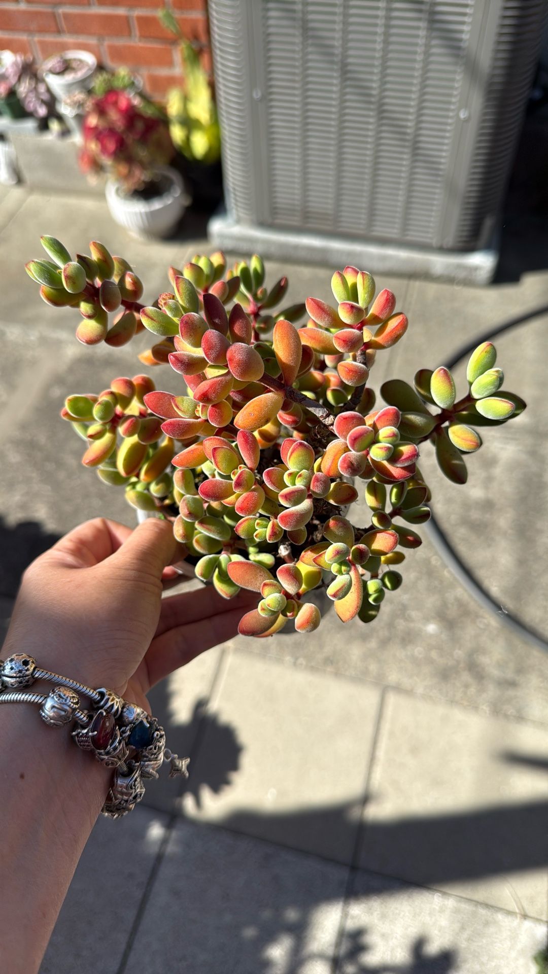 Succulent Plants 5.5” Pot