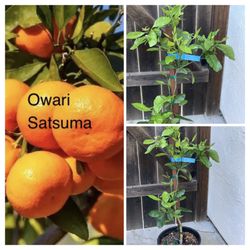 Fruiting Easy Peel Sweet Owari Satsuma Mandarin Orange Grafted Fruit Tree 5 Gallon