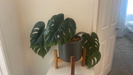 Plant