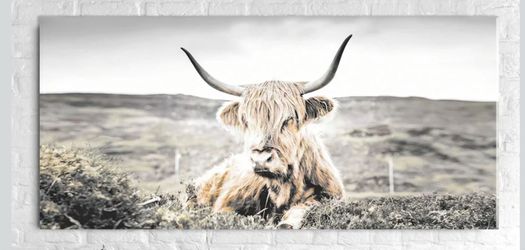 Highland cow