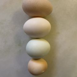 Farm Fresh 🥚 From Happy Hens $7 Dozen 🍳 