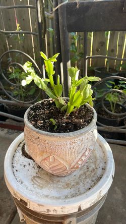 Thanksgiving cactus. Cactus de accion de gracias
