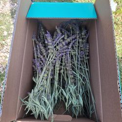 Lavender bundles
