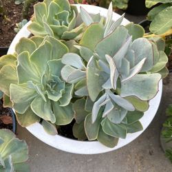 Hermosa Suculenta  Base Blanca Con Preciosas Plantas 