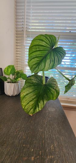 Philodendron Plowmanii
