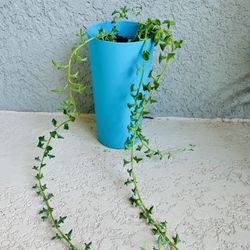 String Of Dolphins 🐬 Plant 
