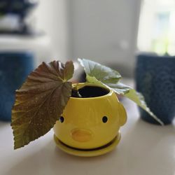 Angel Wing Begonia (Starter Plant) 🪴