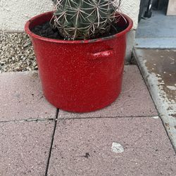 Cactus Cacti 