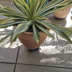 FURCRAEA   FOETIDA   $375/ EACH