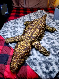 Bass pro giant stuffed crocodile