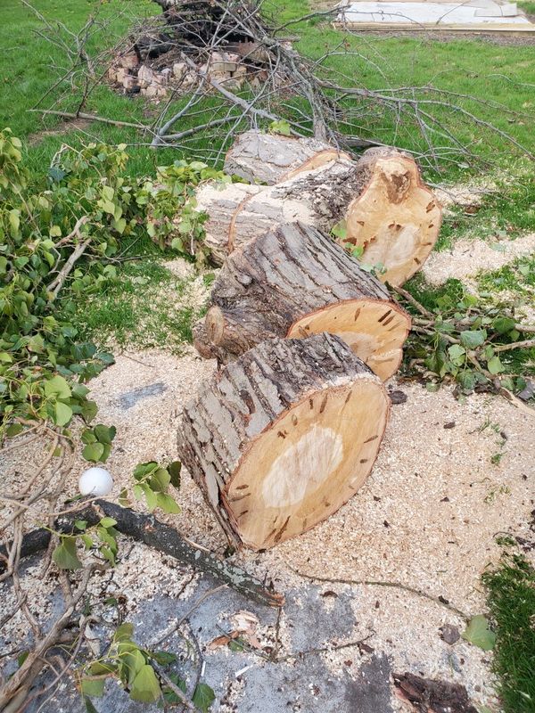Free firewood for Sale in Cheektowaga, NY - OfferUp