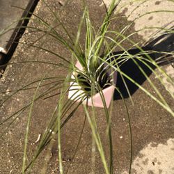 Rare Extra Large Air Plant 12-15 Inches Tall