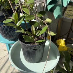 Hoya Carnosa Jade Plant