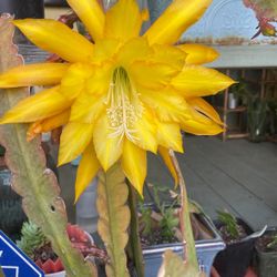 Yellow Orchid Cactus- Potted 