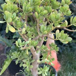 Large Lucky Jade Plant 5 Gallon Pot Around 3 Inch Trunk Live Plant  