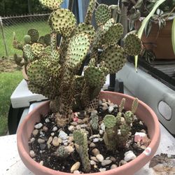 Prickly Pear “bunny Ears” Cactus Indoor Plant