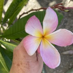 Cortes frescos de Plumerias tengo uno de 15 -i 10