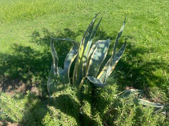 Free plants
