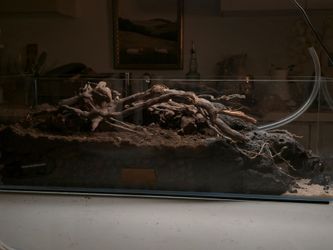 UNS 60L - 6.3 gallon rimless aquarium, fish tank
