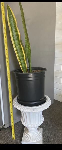 Snake Plant 