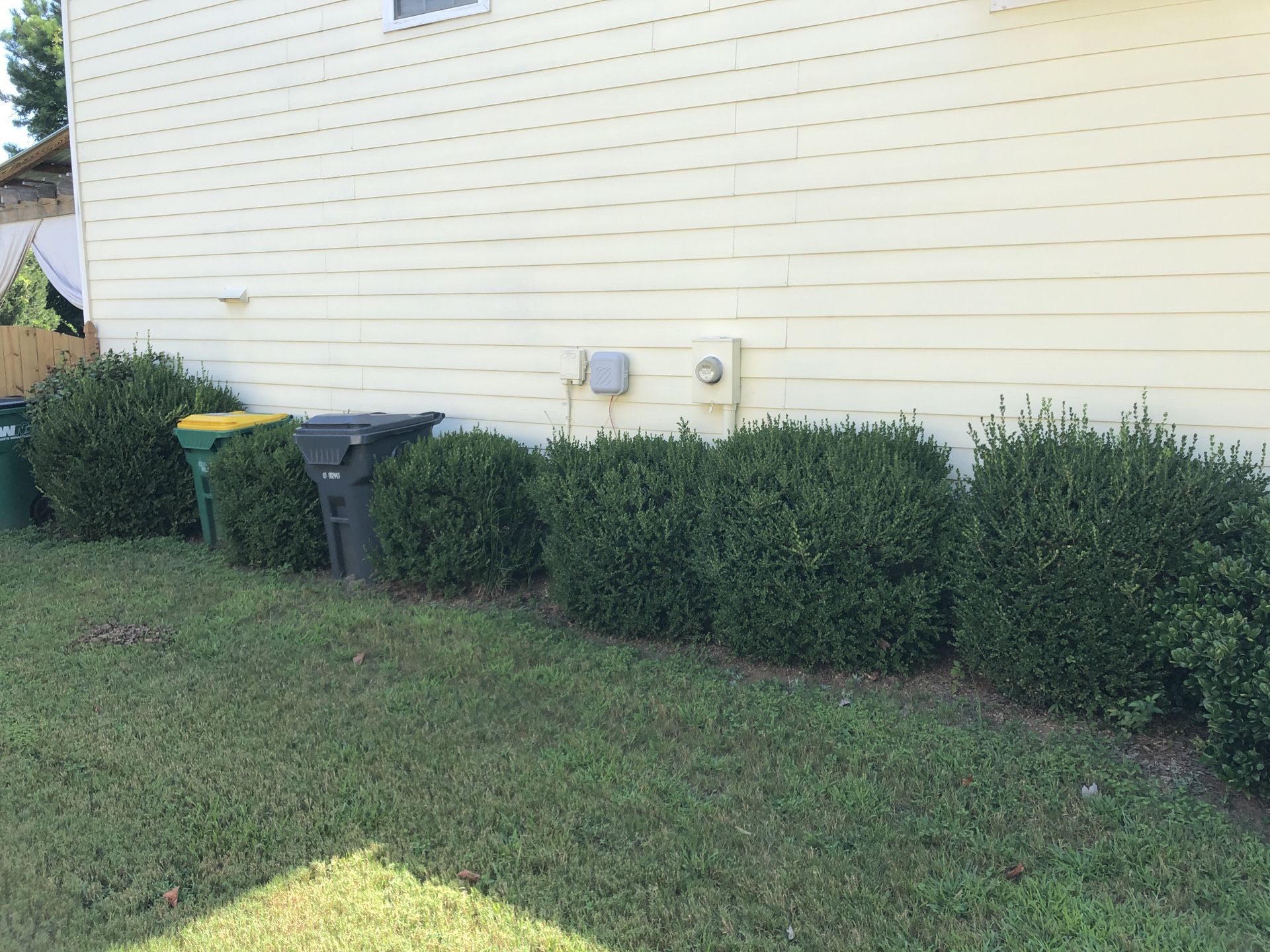 Free Boxwoods