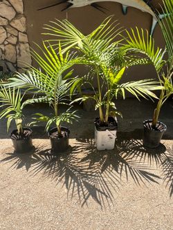 King Palm Trees