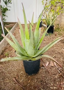 Aloe Vera Plant 