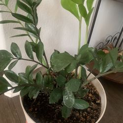 Plant nice for inside. 