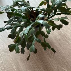  Thanksgiving Cactus (Schlumbergera truncata)