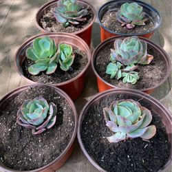 Succulents 