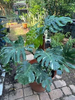 Variegated Monstera Plant in Pot