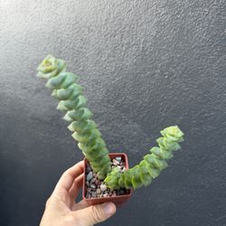 Crassula perforata succulent 