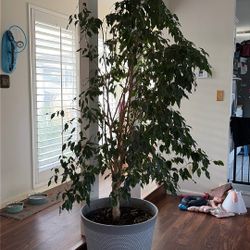 Ficus Tree With Pot