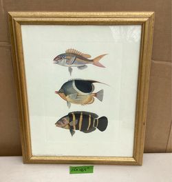 Framed Prints.   Wildlife